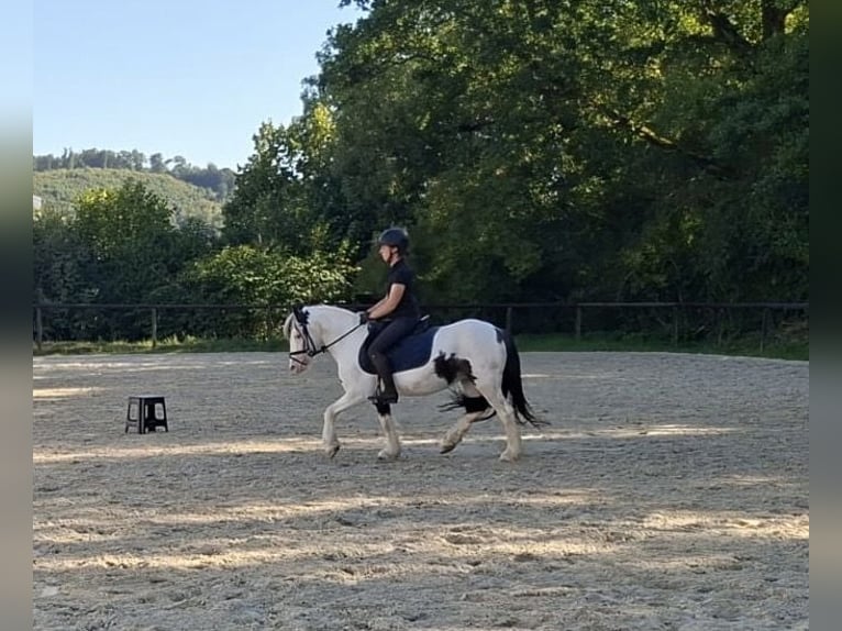 Gypsy Horse Mix Mare 8 years 12.2 hh Pinto in Meschede