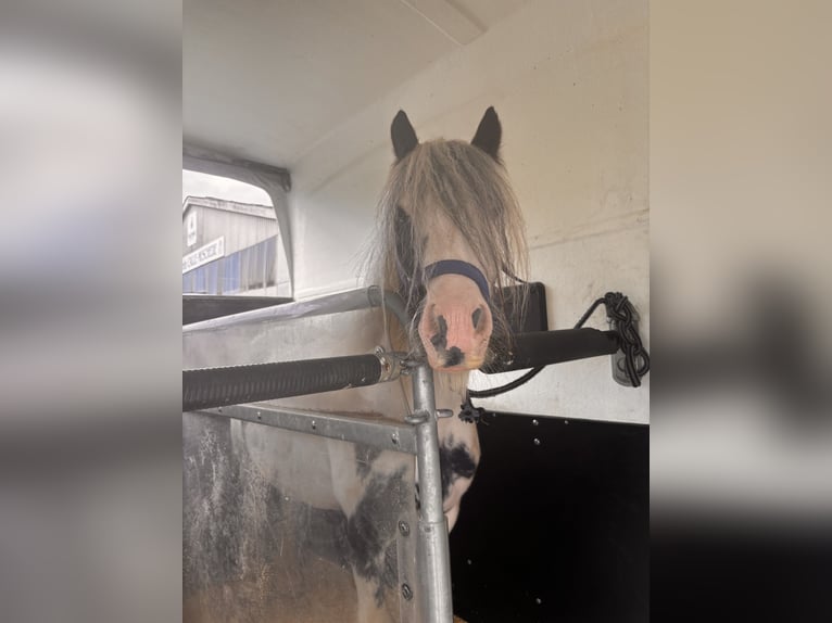 Gypsy Horse Mix Mare 8 years 12.2 hh Pinto in Meschede