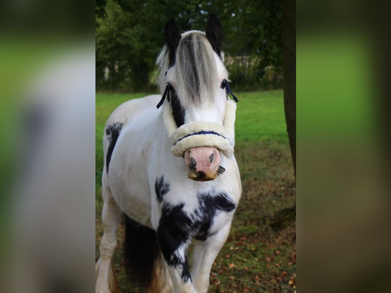 Gypsy Horse Mix Mare 8 years 12.2 hh Pinto in Meschede