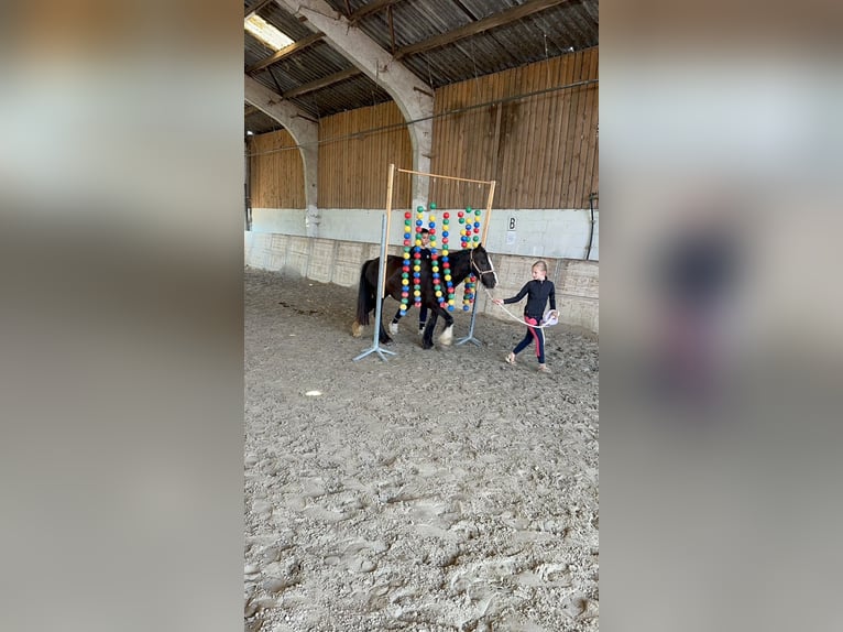 Gypsy Horse Mare 8 years 12 hh Black in Pepingen