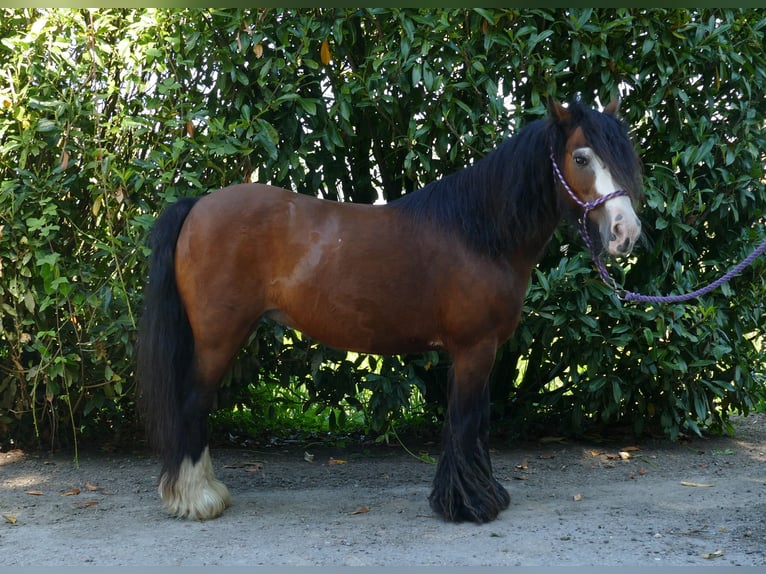 Gypsy Horse Mare 8 years 12,1 hh Brown in Lathen