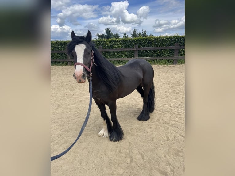 Gypsy Horse Mare 8 years 13.1 hh Black in Daleiden