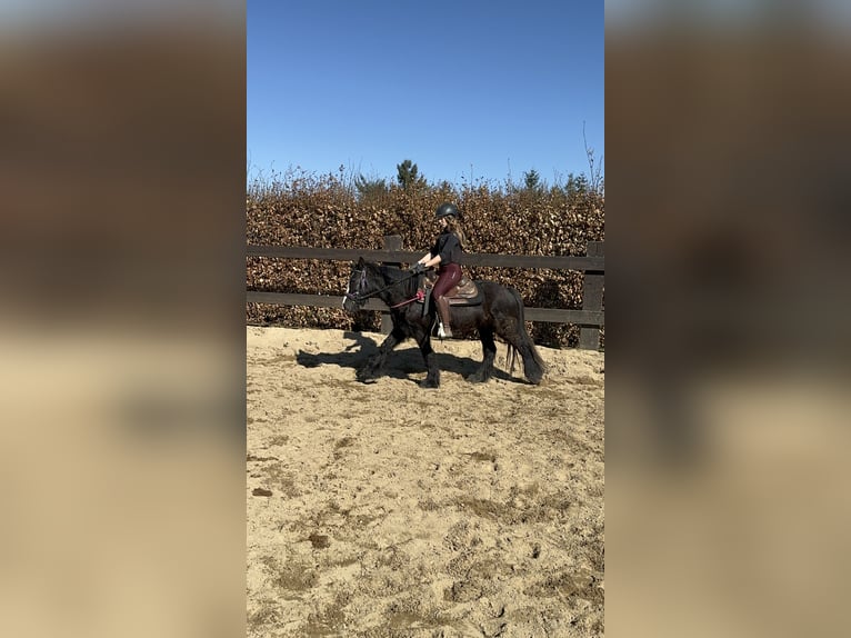 Gypsy Horse Mare 8 years 13,1 hh Black in Daleiden