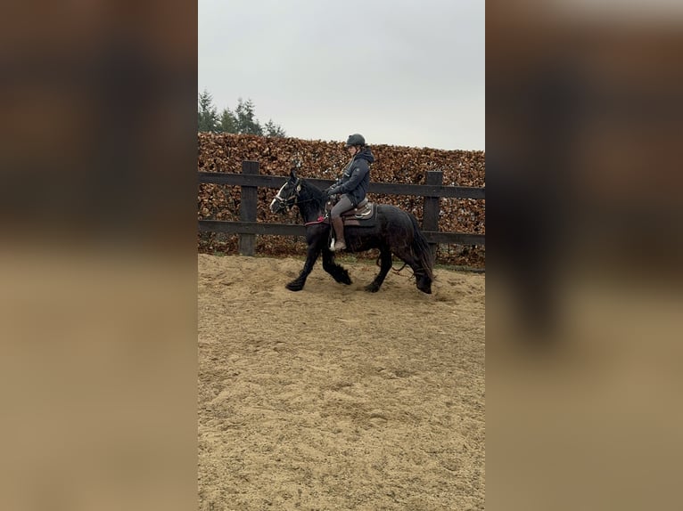 Gypsy Horse Mare 8 years 13,1 hh Black in Daleiden