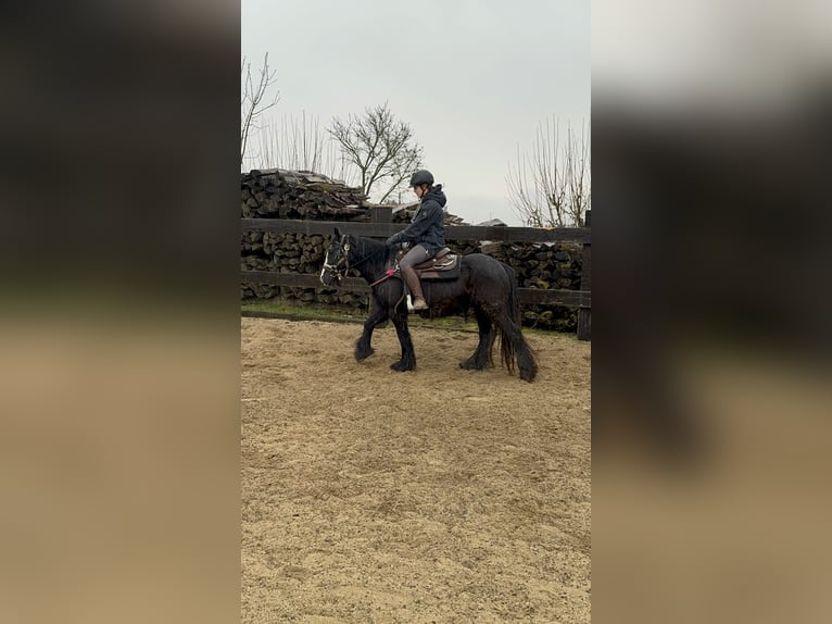 Gypsy Horse Mare 8 years 13,1 hh Black in Daleiden