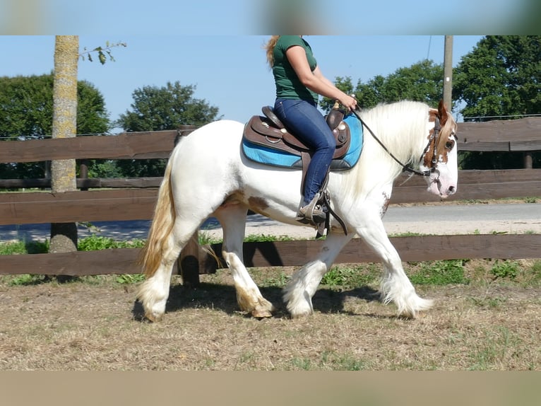 Gypsy Horse Mare 8 years 13,1 hh Pinto in Lathen