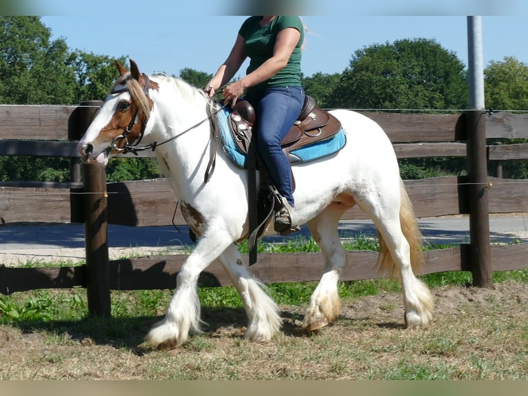 Gypsy Horse Mare 8 years 13,1 hh Pinto in Lathen