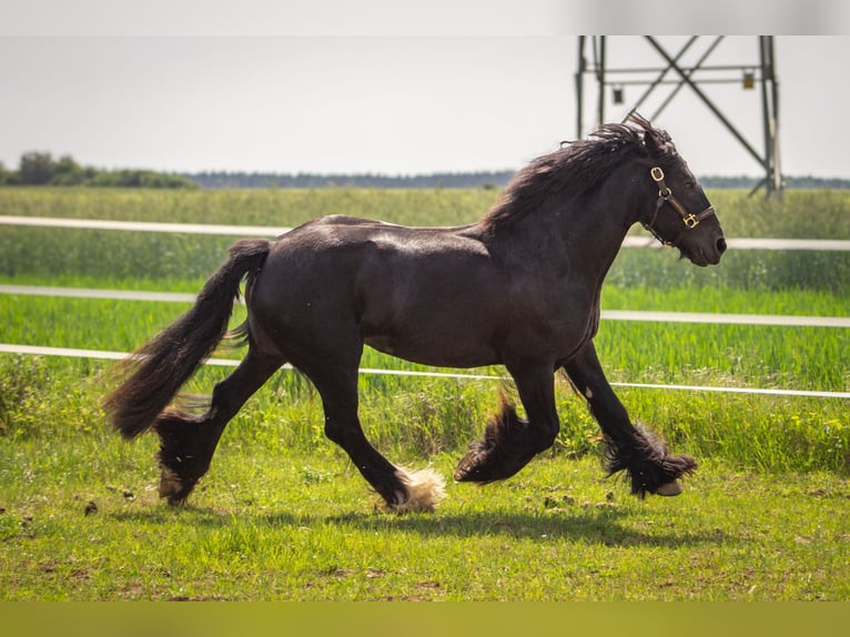 Gypsy Horse Mare 8 years 13.2 hh Black in Opole