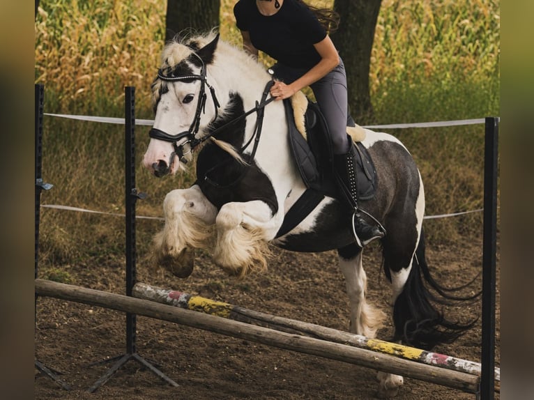 Gypsy Horse Mare 8 years 13.2 hh Pinto in Łąka