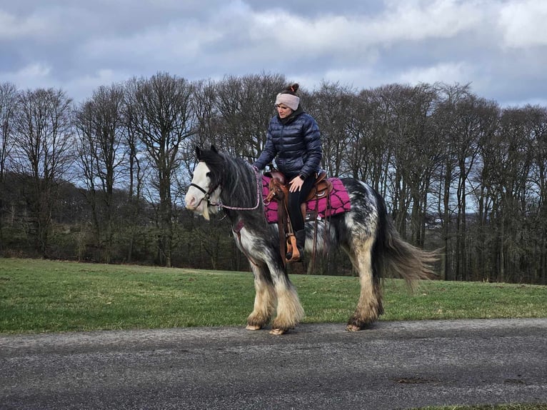 Gypsy Horse Mare 8 years 13,2 hh Tovero-all-colors in Linkenbach