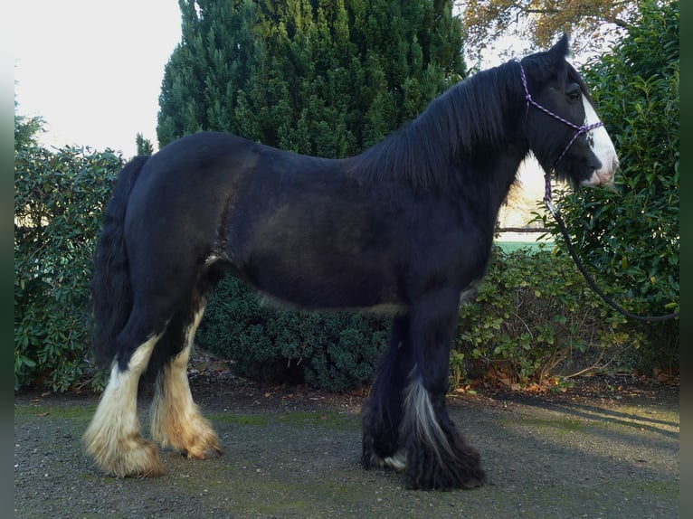 Gypsy Horse Mare 8 years 13,3 hh Black in Lathen