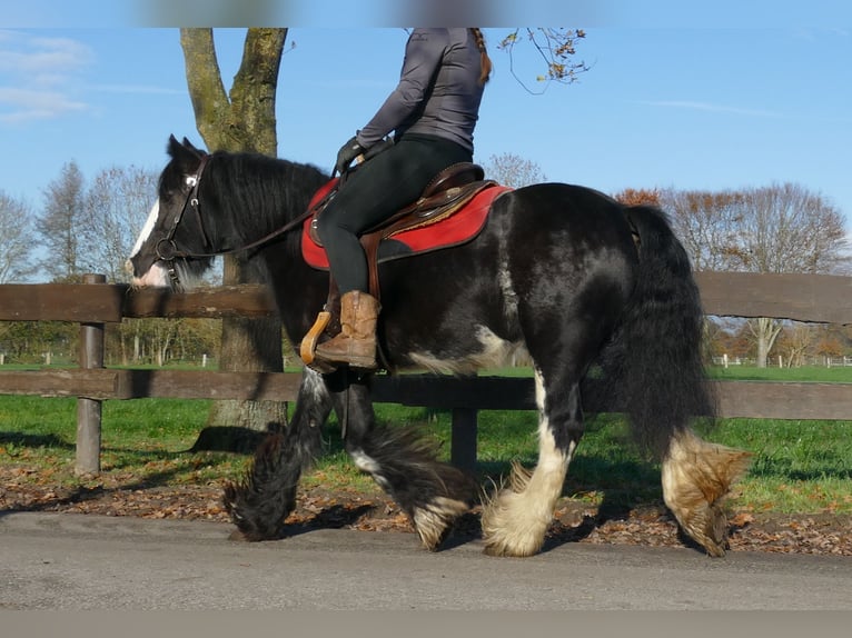 Gypsy Horse Mare 8 years 13,3 hh Black in Lathen