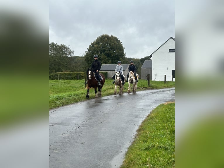 Gypsy Horse Mare 8 years 13 hh Pinto in Bogaarden