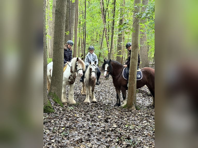 Gypsy Horse Mare 8 years 13 hh Pinto in Bogaarden