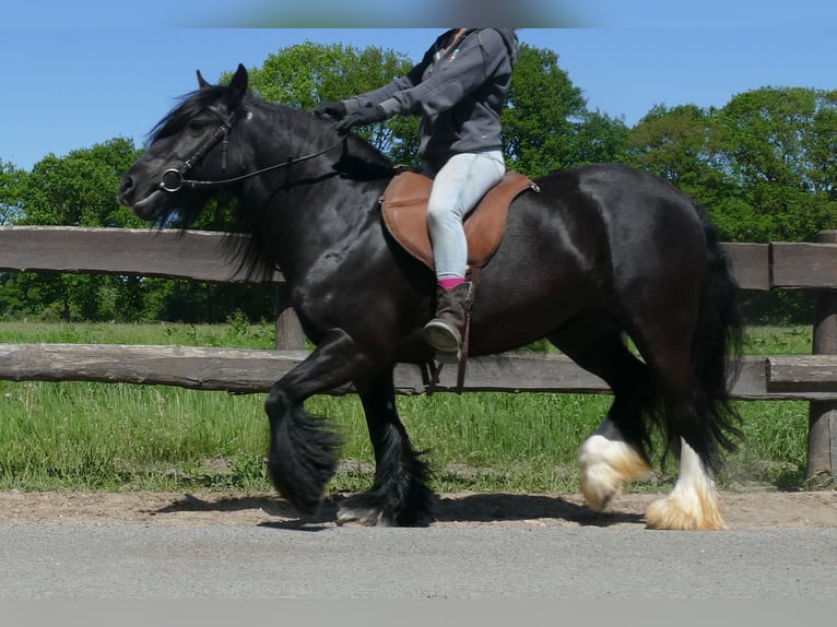Gypsy Horse Mare 8 years 13,1 hh Black in Lathen