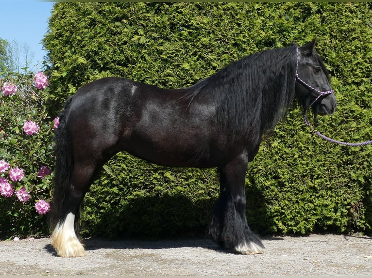 Gypsy Horse Mare 8 years 13,1 hh Black in Lathen