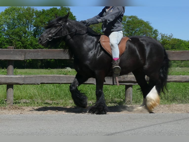 Gypsy Horse Mare 8 years 13,1 hh Black in Lathen