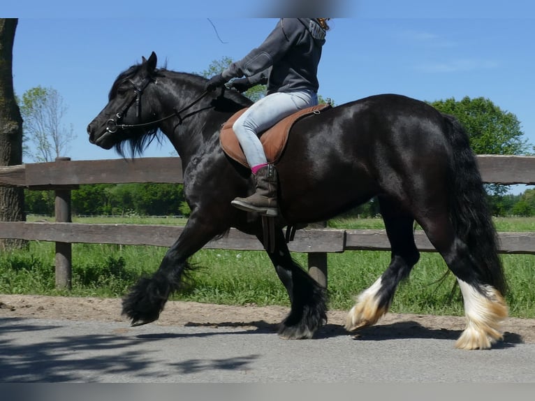 Gypsy Horse Mare 8 years 13,1 hh Black in Lathen
