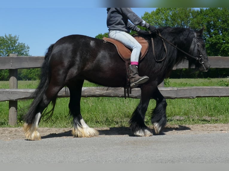 Gypsy Horse Mare 8 years 13,1 hh Black in Lathen