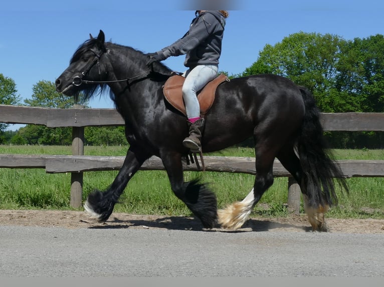 Gypsy Horse Mare 8 years 13,1 hh Black in Lathen
