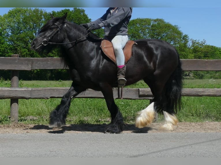 Gypsy Horse Mare 8 years 13,1 hh Black in Lathen