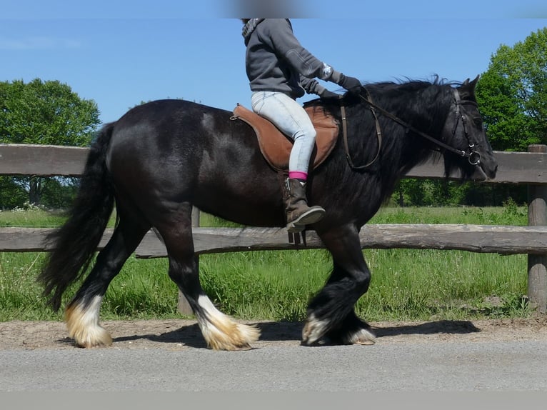 Gypsy Horse Mare 8 years 13,1 hh Black in Lathen