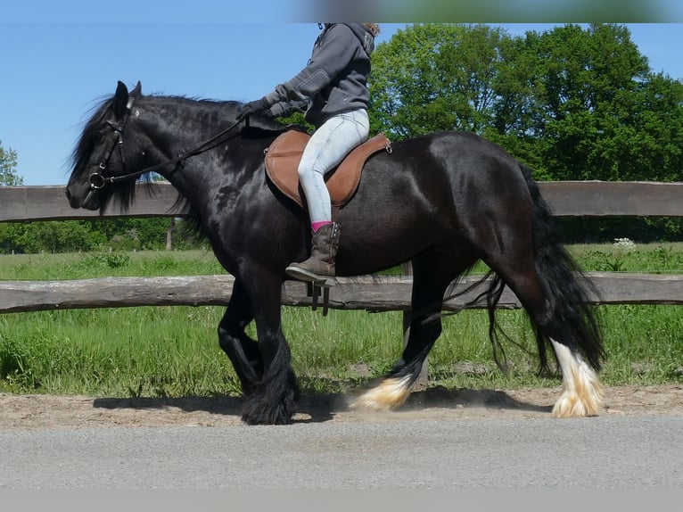 Gypsy Horse Mare 8 years 13,1 hh Black in Lathen