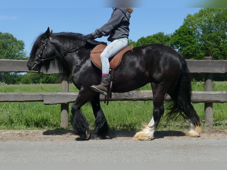 Gypsy Horse Mare 8 years 13,1 hh Black in Lathen