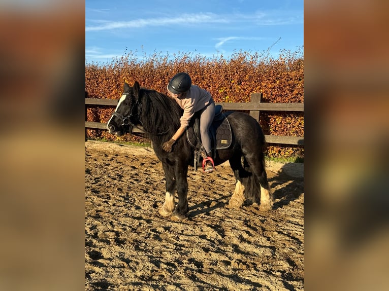 Gypsy Horse Mare 8 years 13,1 hh Black in Daleiden