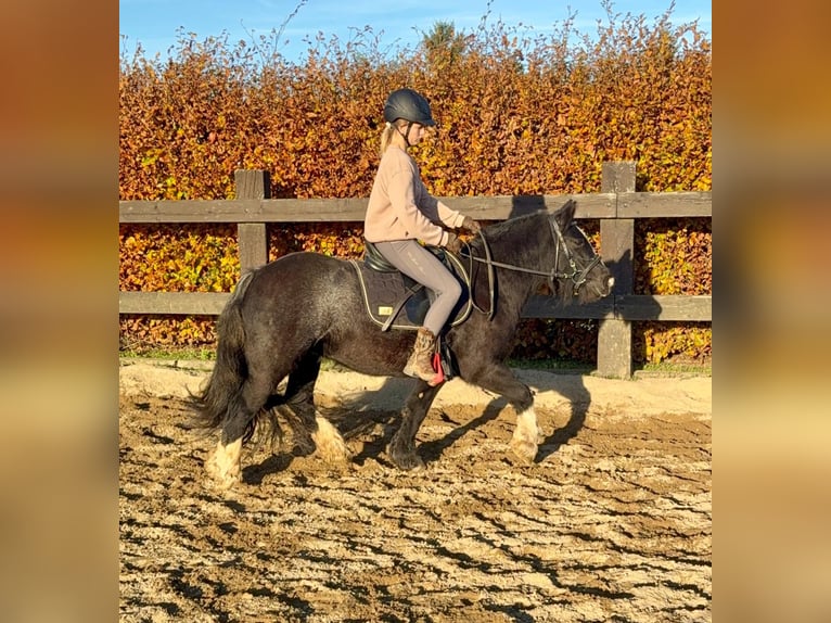 Gypsy Horse Mare 8 years 13,1 hh Black in Daleiden