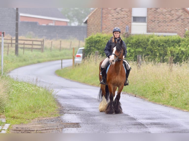 Gypsy Horse Mare 8 years 13,2 hh Brown in Bogaarden