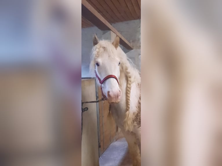 Gypsy Horse Mare 8 years 13,2 hh Can be white in Engen