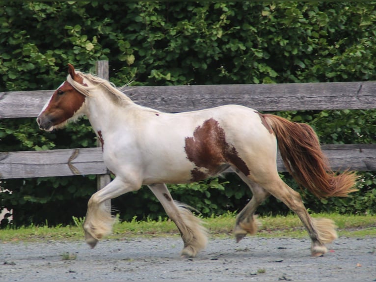Gypsy Horse Mare 8 years 13,2 hh Pinto in Pleystein