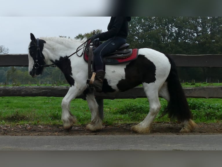 Gypsy Horse Mare 8 years 13,2 hh Pinto in Lathen