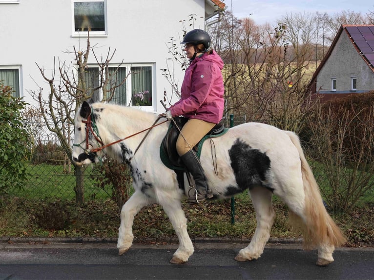 Gypsy Horse Mare 8 years 13,2 hh Pinto in Zapfendorf