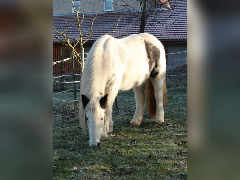 Gypsy Horse Mare 8 years 13,2 hh Pinto in Zapfendorf