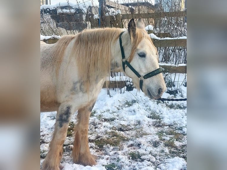 Gypsy Horse Mare 8 years 14,1 hh Pinto in Wlen