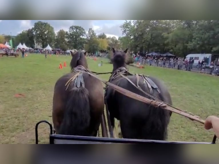 Gypsy Horse Mare 8 years 14.2 hh Black in Heiligengrabe