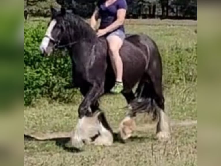 Gypsy Horse Mare 8 years 14.2 hh Black in Heiligengrabe