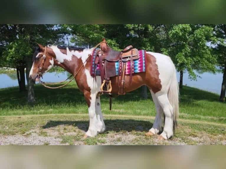 Gypsy Horse Mare 8 years 14,2 hh Tobiano-all-colors in Robards KY