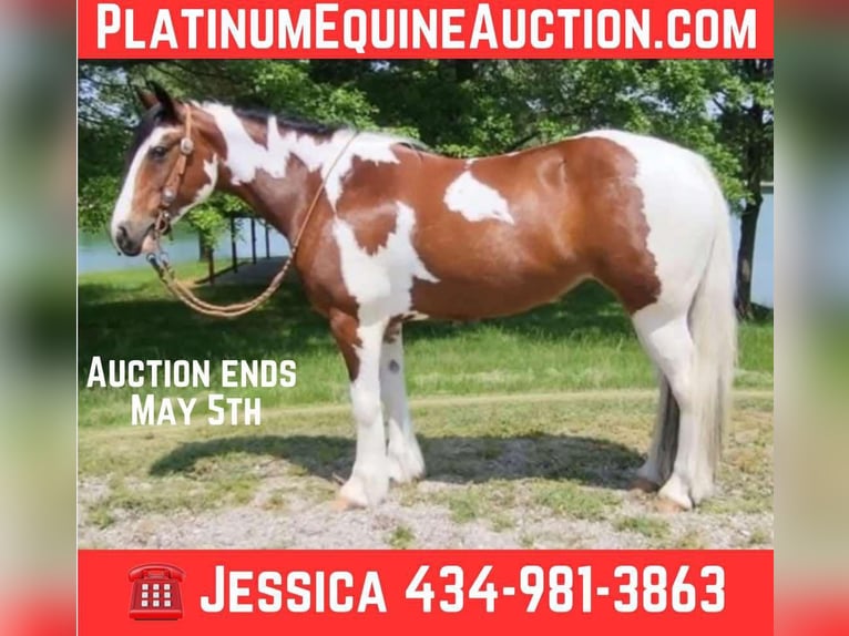 Gypsy Horse Mare 8 years 14,2 hh Tobiano-all-colors in Robards KY