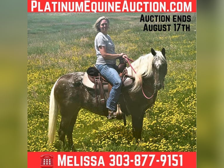 Gypsy Horse Mare 8 years 14,3 hh Brown in Fishtail MT