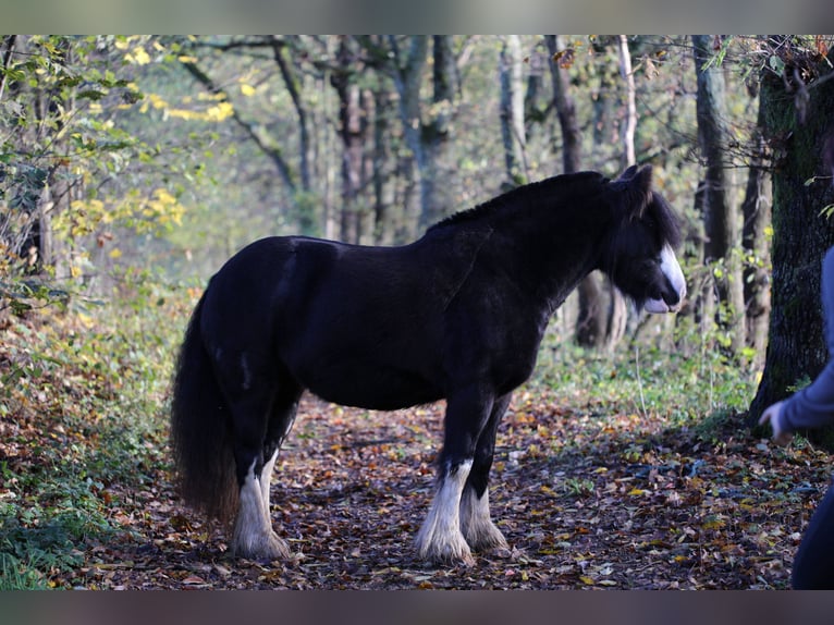 Gypsy Horse Mare 8 years 14 hh Black in Hattert