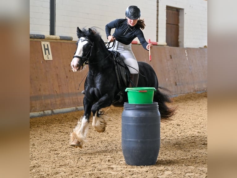 Gypsy Horse Mare 8 years 14 hh Black in Hattert