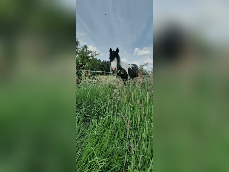 Gypsy Horse Mare 8 years 14,1 hh Pinto in Ibbenb&#xFC;ren