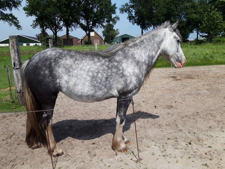 Gypsy Horse Mare 8 years 14,1 hh Roan-Blue in Assen