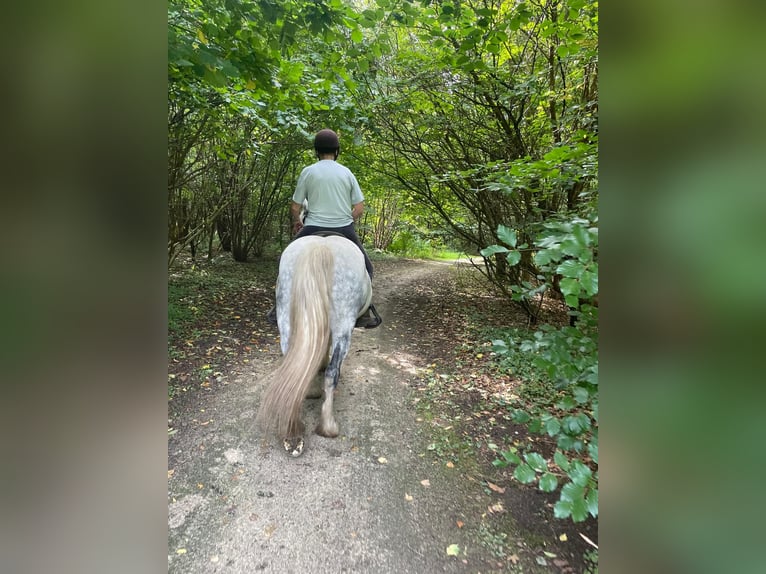 Gypsy Horse Mare 8 years 14,1 hh Roan-Blue in Assen