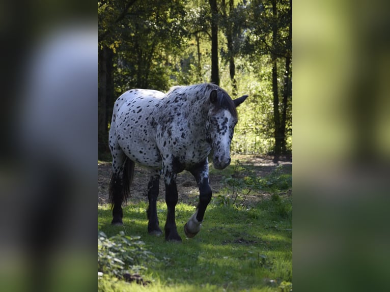Gypsy Horse Mix Mare 8 years 14,2 hh Black in Heiligengrabe