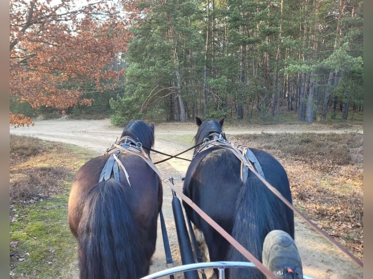 Gypsy Horse Mare 8 years 14,2 hh Black in Heiligengrabe