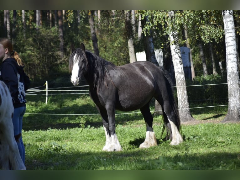 Gypsy Horse Mare 8 years 14,2 hh Black in Heiligengrabe